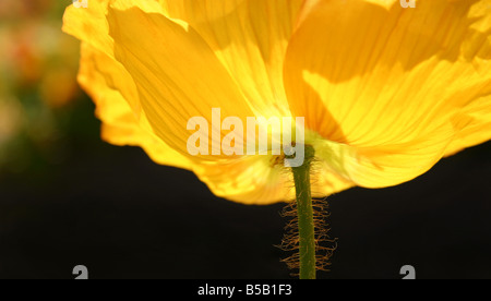 Stati Uniti d'America. Immagine di stock di un giallo Islanda papavero incandescente con la luce del sole. Foto Stock