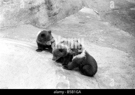 Chester, trucioli e carità, sarà avventurarsi al di fuori per la prima volta oggi presso lo Zoo Whipsnade. Essi sono la tripletta Kodiak Bear Cubs, due maschi e una femmina, nato il 17 gennaio di quest'anno. Essi saranno con ïWilmaÍ la loro madre. ;Kodiaks sono la forma più grande dell'orso bruno e si trovano su Kodiak e nelle isole limitrofe dell'Alaska. ;Aprile 1975 ; Foto Stock