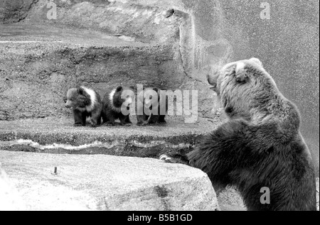 Chester, trucioli e carità, sarà avventurarsi al di fuori per la prima volta oggi presso lo Zoo Whipsnade. Essi sono la tripletta Kodiak Bear Cubs, due maschi e una femmina, nato il 17 gennaio di quest'anno. Essi saranno con ïWilmaÍ la loro madre. ;Kodiaks sono la forma più grande dell'orso bruno e si trovano su Kodiak e nelle isole limitrofe dell'Alaska. ;Aprile 1975 ; Foto Stock