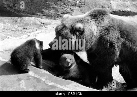 Chester, trucioli e carità, sarà avventurarsi al di fuori per la prima volta oggi presso lo Zoo Whipsnade. Essi sono la tripletta Kodiak Bear Cubs, due maschi e una femmina, nato il 17 gennaio di quest'anno. Essi saranno con ÔWilmaÕ la loro madre. ;Kodiaks sono la forma più grande dell'orso bruno e si trovano su Kodiak e nelle isole limitrofe dell'Alaska. ;Wilma madre orso con due delle sue tre cuccioli a Whipsnade Zoo. ;Aprile 1975 ; Foto Stock