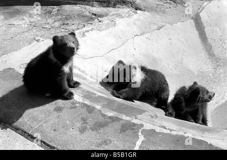 Chester, trucioli e carità, sarà avventurarsi al di fuori per la prima volta oggi presso lo Zoo Whipsnade. Essi sono la tripletta Kodiak Bear Cubs, due maschi e una femmina, nato il 17 gennaio di quest'anno. Essi saranno con ïWilmaÍ la loro madre. ;Kodiaks sono la forma più grande dell'orso bruno e si trovano su Kodiak e nelle isole limitrofe dell'Alaska. ;Aprile 1975 ; Foto Stock