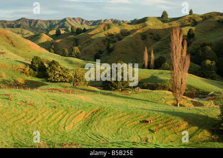 Mudstone Collina Terreni agricoli, re paese, Isola del nord, Nuova Zelanda, Pacific Foto Stock