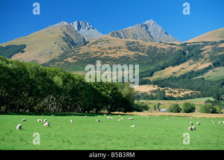 Pecora che pascola in Rees River Valley vicino a Glenorchy a punta settentrionale del Lago Wakatipu nella pittoresca area del west Otago, Nuova Zelanda Foto Stock