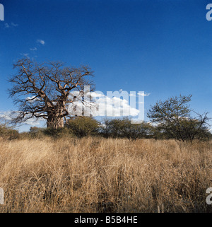 Sud Africa, Provincia di Limpopo, Kruger Park, Sud la maggior parte dei baobab in orizzontale Foto Stock