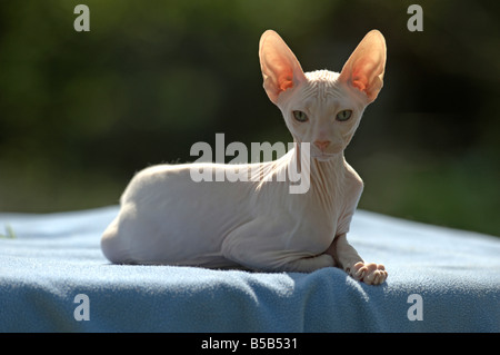 Il gatto domestico (felis catus, Felis silvestris), razza: Don Sphynx, Don glabre. Adulto giacente su una coperta di blu Foto Stock