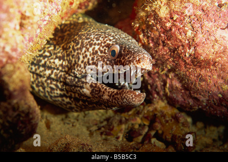 Spotted moray eel (Gymnothorax moringa) alimenta all'aperto durante la notte, Tobago, West Indies, dei Caraibi e America centrale Foto Stock