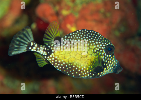 Smooth trunkfish (Lactophrys triqueter), Tobago, West Indies, dei Caraibi e America centrale Foto Stock