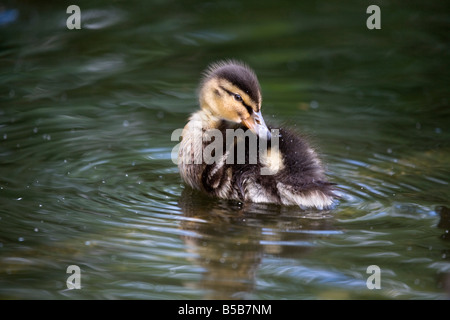 Mallard anatroccolo Anas platyrhynchos preening Foto Stock