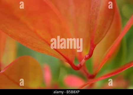 Una chiusura di un impianto preso in Giardini Botanici Nazionali, Dublino, Irlanda Foto Stock