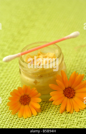 Le calendule crema. Calendula officinalis Foto Stock