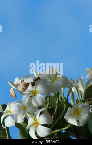 Fioriture di un fiore di frangipani contro un cielo blu Foto Stock