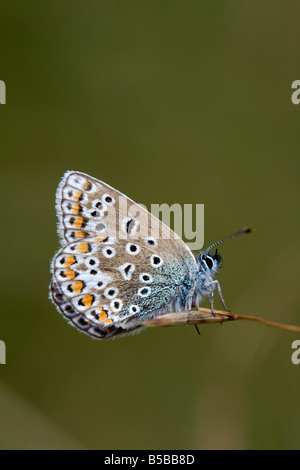 Comune di blue butterfly Polyommatus icarus femmina Foto Stock