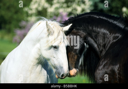 Shire Cavallo (Equus caballus), stallone e mare comunicante testa a testa Foto Stock