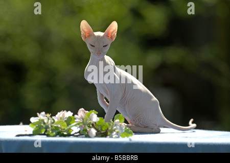 Il gatto domestico (felis catus, Felis silvestris), razza: Don Sphynx, Don glabre. Adulto seduto su una coperta di blu Foto Stock