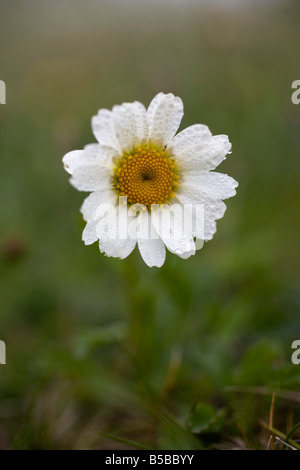 Oxeye daisy Leucanthemum vulgare Foto Stock