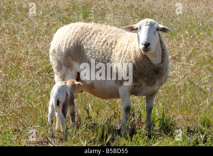 Appena nato Dorper agnello Foto Stock