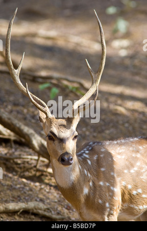 Asse (asse asse) maschio in allerta nella giungla di Ranthambhore Parco Nazionale di India Foto Stock