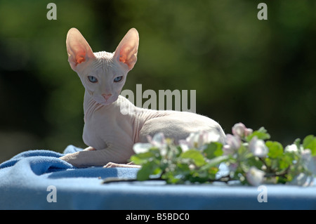 Il gatto domestico felis catus Felis silvestris razza Don Sphynx Don adulto glabre giacente su una coperta di blu Foto Stock