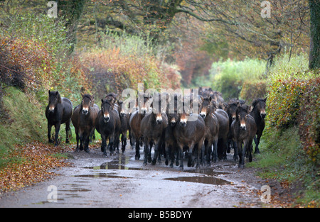 Una mandria di Exmoor pony è azionato verso il basso di una corsia di marcia vicino a Dulverton, Somerset per essere ispezionato. Questo processo è noto come il pony deriva. Foto Stock