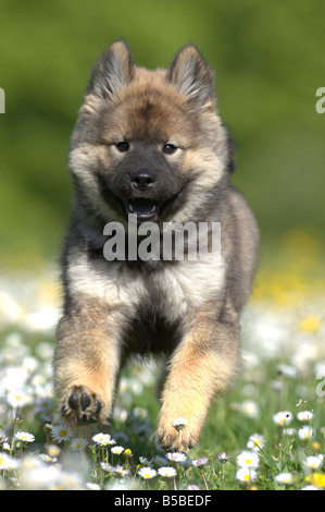 Eurasier, Eurasian (Canis lupus familiaris), cucciolo correndo sopra il prato fiorito Foto Stock