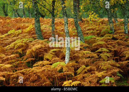 Di betulle e felci in autunno, Glen Strathfarrar, altopiani, Scozia, Europa Foto Stock