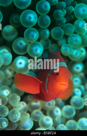 Clownfish (Amphiprion) sono in relazione simbiotica con anemoni Gizo, Isole Salomone, Pacific Foto Stock