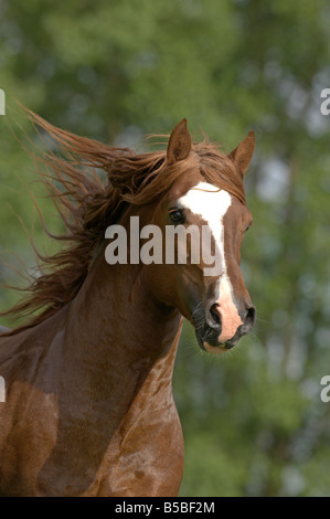 Welsh Cob (Equus caballus), stallone ritratto con la criniera fluente Foto Stock