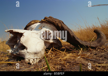 Cranio di bufali (Syncerus caffer), Kruger National Park, Sud Africa e Africa Foto Stock