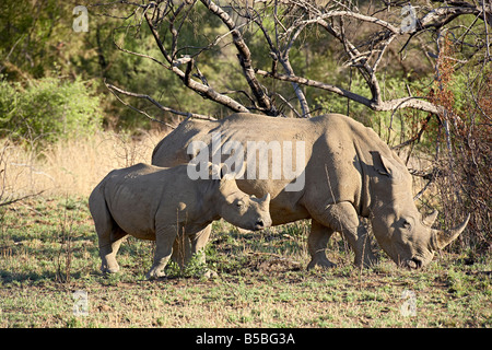 Rinoceronte bianco (Ceratotherium simum) madre e del polpaccio, Parco Nazionale di Pilanesberg, Sud Africa e Africa Foto Stock