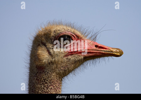 Comune (struzzo Struthio camelus), Addo Elephant National Park, Sud Africa e Africa Foto Stock