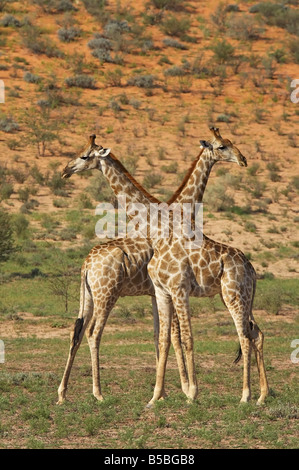 Due maschio Cape giraffe combattimenti, Kgalagadi Parco transfrontaliero, il Kalahari Gemsbok National Park, Capo Settentrionale Foto Stock