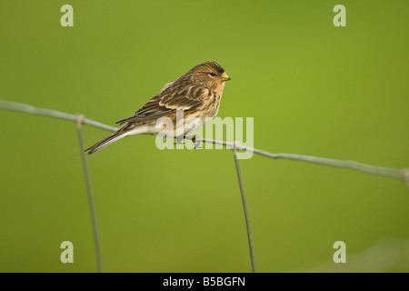 Twite (Carduelis flavirostris) appollaiato sulla recinzione, Shetland Scozia Scotland Foto Stock