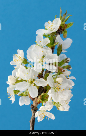 Ciliegio dolce (Prunus avium), fioritura ramoscello Foto Stock