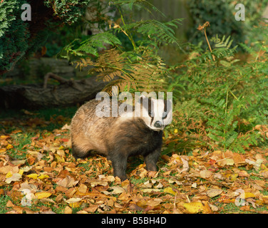 Badger Meles meles Regno Unito Europa Foto Stock