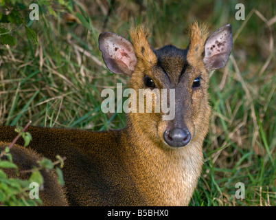 Reeves Muntjac Deer (Muntiacus reevesi), Regno Unito Foto Stock