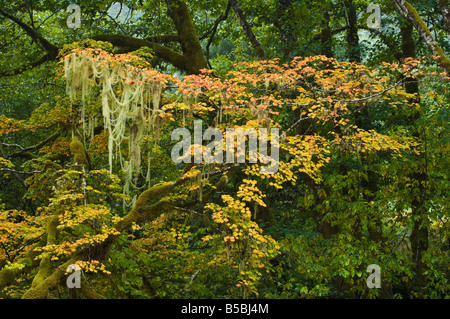 Vite acero e vecchio uomo s barba lichen lungo il fiume Klaskanine in autunno la contea di Clatsop Oregon Foto Stock