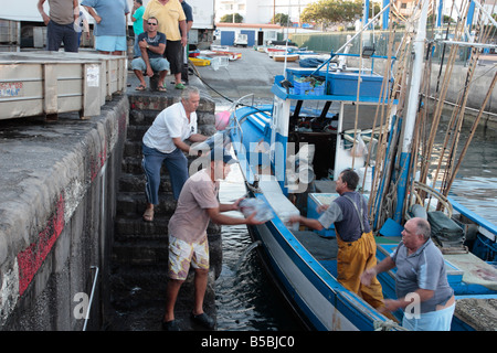 Tonno Bonito pesce venga scaricato dalle barche a Playa San Juan Tenerife Canarie Spagna Foto Stock