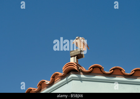 Smart heron di tipo sconosciuto pazientemente e sapientemente in attesa presso il padiglione del bordo Foto Stock