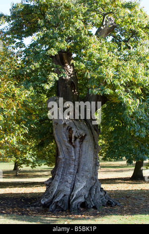 Il parco di Greenwich antichi alberi Londra Inghilterra Regno unito Gb Foto Stock