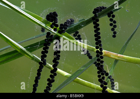 Unione Rospo Rospo comune (Bufo bufo) stringhe di uovo di erba Foto Stock