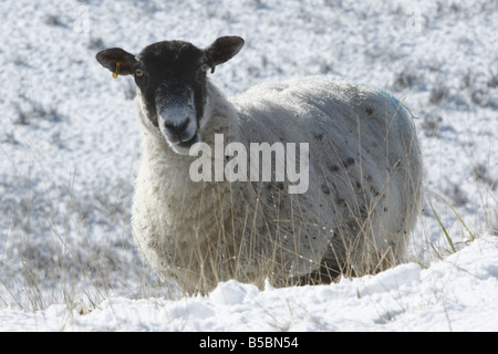 Testa nera pecora con espressione curiosa nella neve Foto Stock