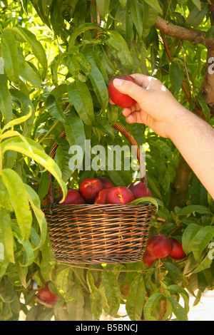 La raccolta di nettarine. Lleida. La Catalogna. Spagna Foto Stock