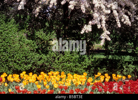 Giardini botanici di New York, Bronx, tulipani di New York e aiuole di mele di granchio. Stati Uniti d'America Foto Stock