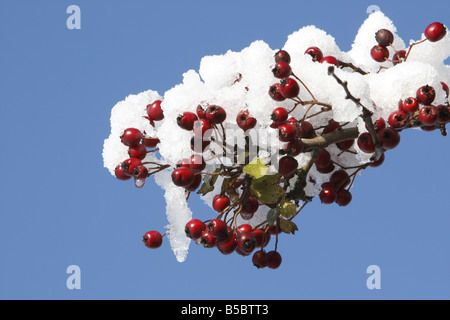 Bacche rosse su un ramo di una coperta di neve biancospino bush Foto Stock