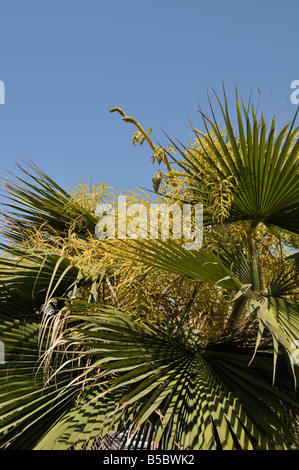 Giovani Palm tree, tipo Washingtonia Robusta, in fiore Foto Stock