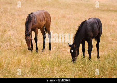 Due weanling quarter horse puledri pascolo sotto la pioggia Foto Stock
