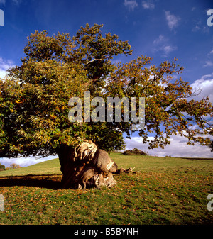 Gnarly antico castagno. Castanea sativa, Kent, Inghilterra, Regno Unito. Foto Stock