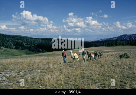 Un gruppo di escursionisti escursionismo con llama attraversare un prato in Monte Zirkel Wilderness Area, Colorado. Foto Stock