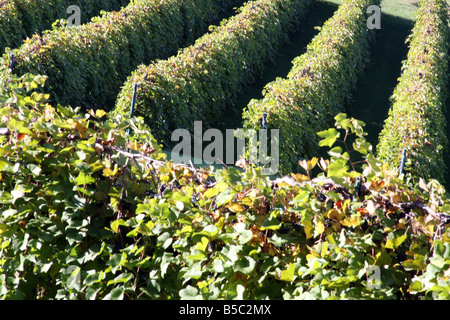 Filari di viti sulle colline alla Stone Hill Winery Herman Missouri Foto Stock