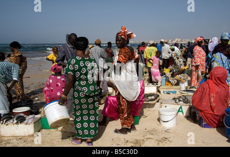 Donne acquisto e vendita appena sbarcato pesce sulla spiaggia di Yoff Senegal Africa occidentale Foto Stock